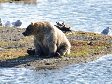 Katmia Alaska-2 2019