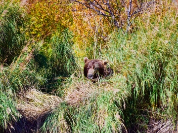 Katmia Alaska-8 2019