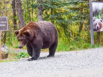 Katmia Alaska-14 2019