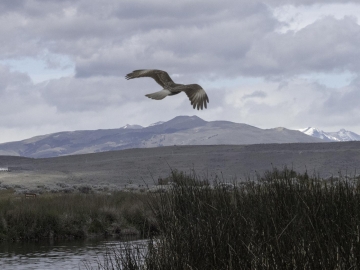 Patagonia 2015-10