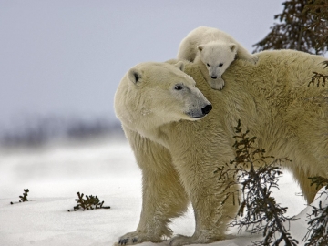 Polar Bears 2006-16