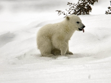 Polar Bears 2006-18