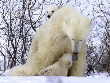 Polar Bears 2006-3