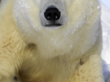 Polar Bears 2006-5