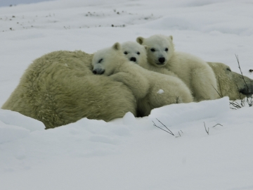 Polar Bears 2006-9