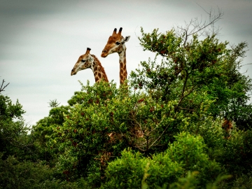 TWO GRAFFS OVER THE TREES