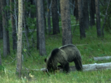 Yellowstone-5