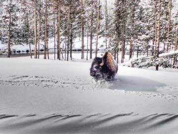 winter-yellowstone-2020-2030057