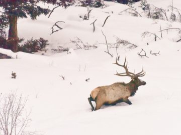 winter-yellowstone-2020-2865