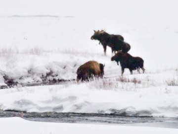 winter-yellowstone-2020-2869