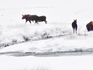 winter-yellowstone-2020-2871