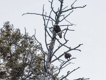 winter-yellowstone-2020-2897