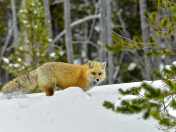 winter-yellowstone-2020-2936