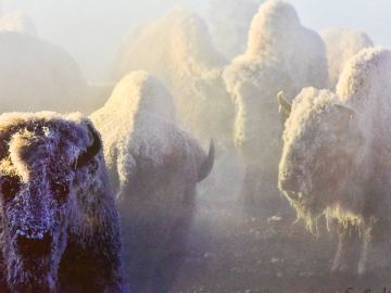 winter-yellowstone-2020-3010