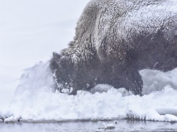 winter-yellowstone-2020-3037